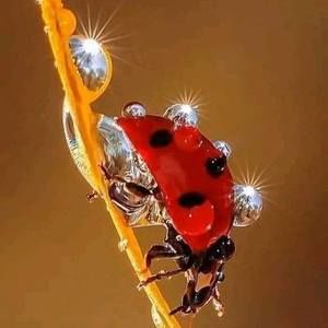 Meet your Posher, Joyce